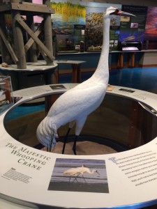 The whooping crane is the tallest North American bird, averaging 4.9 feet. Photo taken at Bay Education Center.